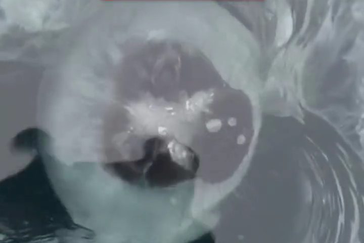 Hải Cẩu Thò Đầu Lên Từ Lỗ Băng