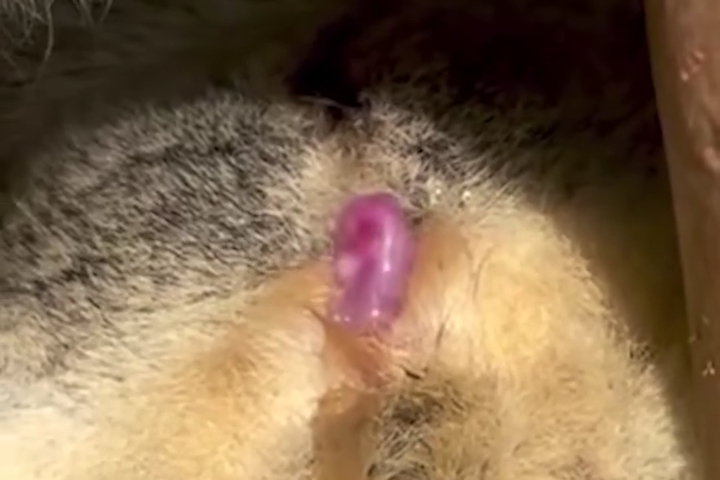 Gấu Koala Sinh Con Tại Sở Thú Sydney