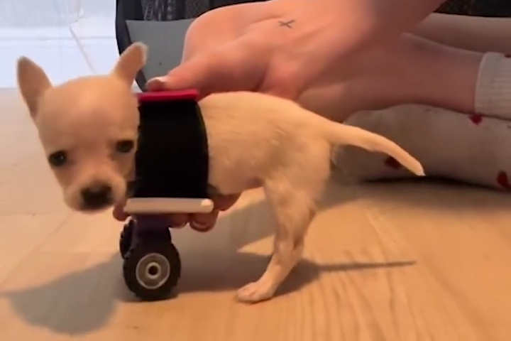 Chú Cún Tập Đi Bằng Hai Chân