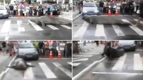 Một con hải tượng to lớn đã làm cản trở xe cộ ở Brazil - A big elephant seal stopped cars in Brazil
