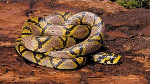 Phát hiện một chú rắn sọc quan trông khoang hành khách máy bay 370 ở cảng hàng không quốc tế Sydney - Snake grounds jet with 370 passengers in Sydney

