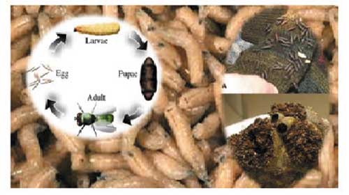 Côn trùng học : giúp xác định thời gian xác chết tại hiện trường - Forensic Entomology: How crime scene insects reveal the time of death of a corpse?
