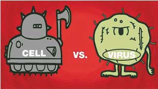 Tế bào diệt virus như thế nào?