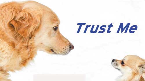 Bật mí về độ tin tưởng: Trust và Believe