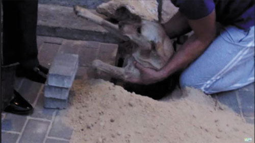 Chú chó được cứu từ dưới lòng đất - Dog saved from underground
