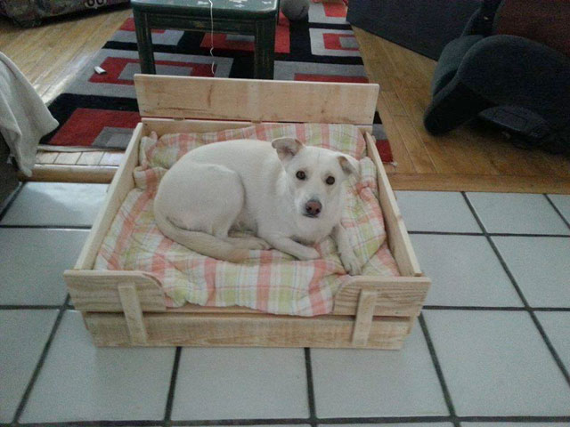 Giường pallet gỗ cho MiLu