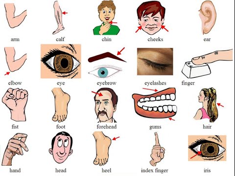 Tiếng Anh theo chủ đề: Các bộ phận cơ thể con người.
