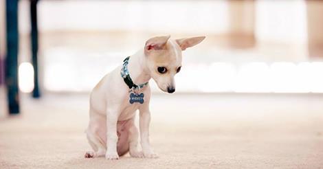 100 cụm động từ thông dụng nhất