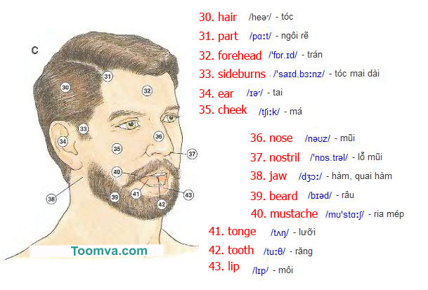 Học tiếng Anh qua Ảnh 1: Các bộ phận cơ thể