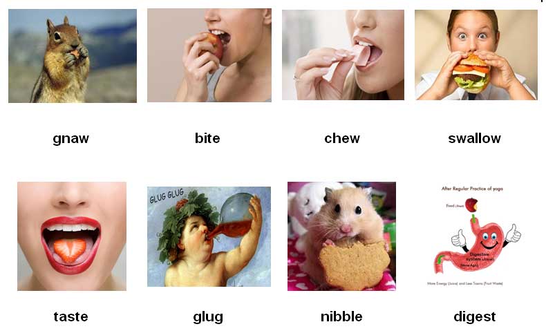 Từ vựng tiếng Anh: động từ về ăn uống