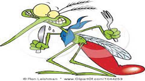 Tại sao mỗi lại cắn một số người nhiều hơn những người khác - Why Do Mosquitoes Bite Some People More Than Others?
