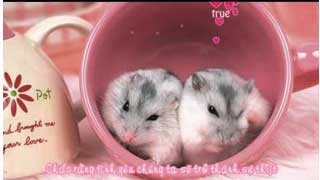 Chuột yêu gạo (English ver)