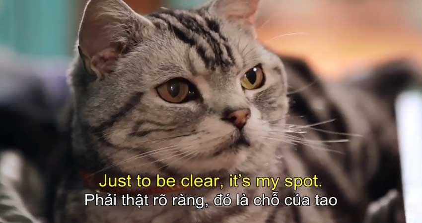 Mèo con yêu quý