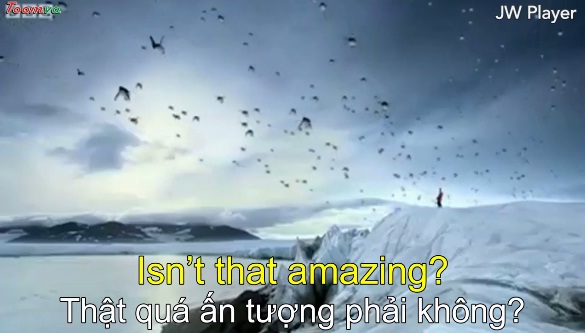 Chim cánh cụt - Penguins